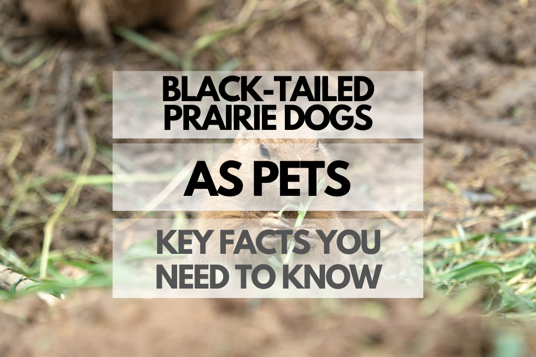 pet Black-Tailed Prairie Dog
