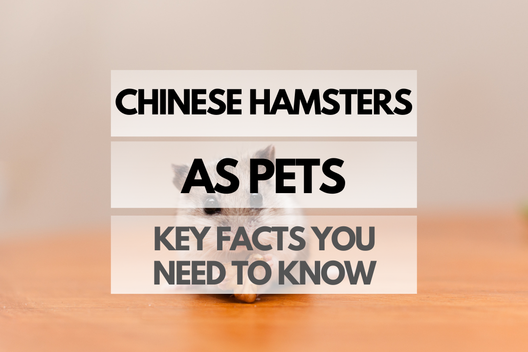 pet Chinese Hamster