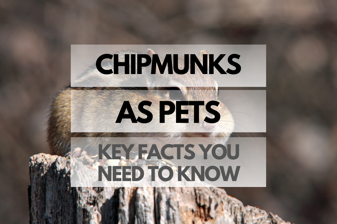 pet Chipmunk