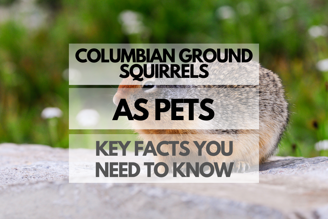 pet Columbian Ground Squirrel