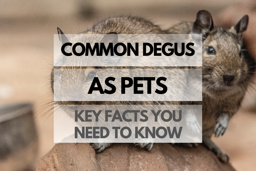 pet Common Degus