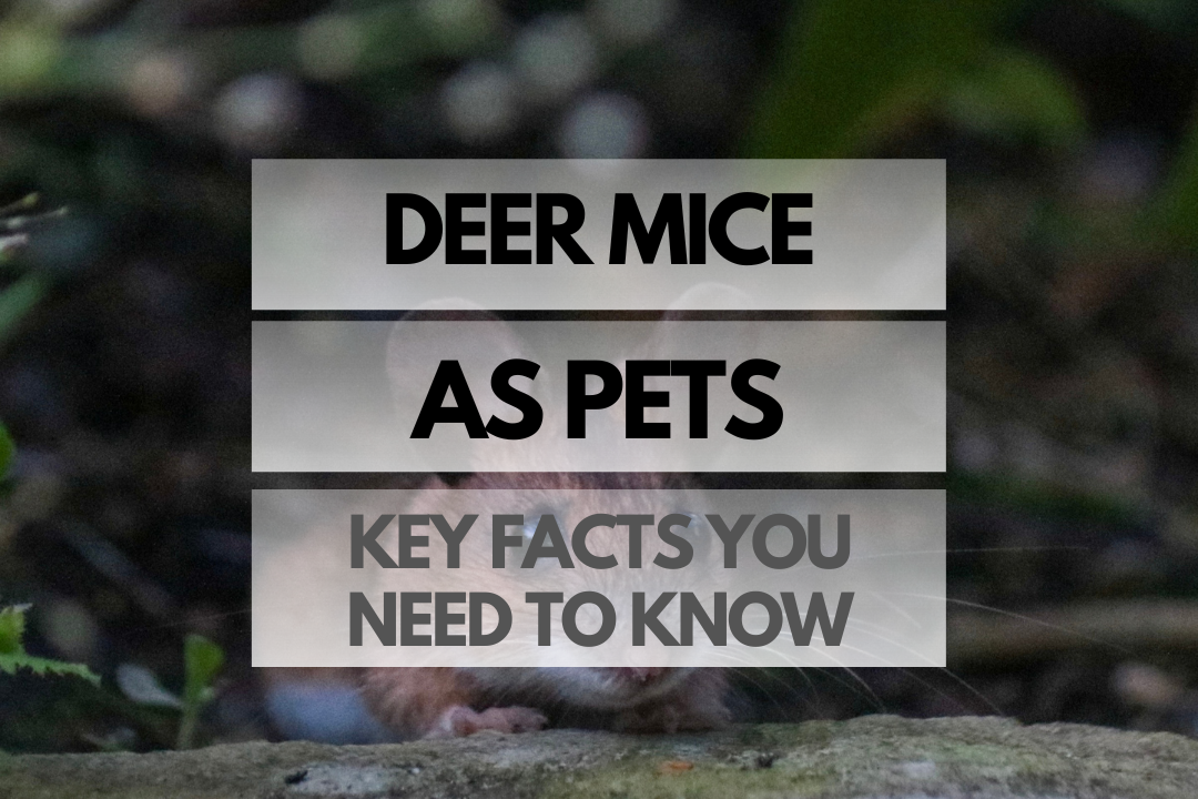 pet Deer Mouse