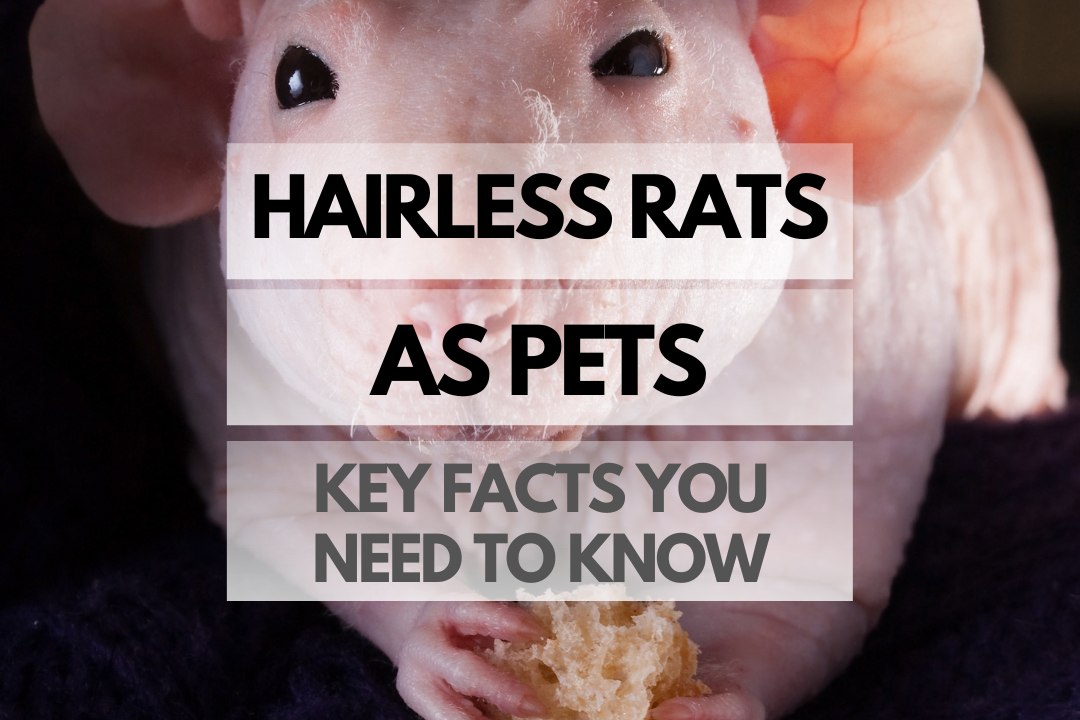 pet Hairless Rat