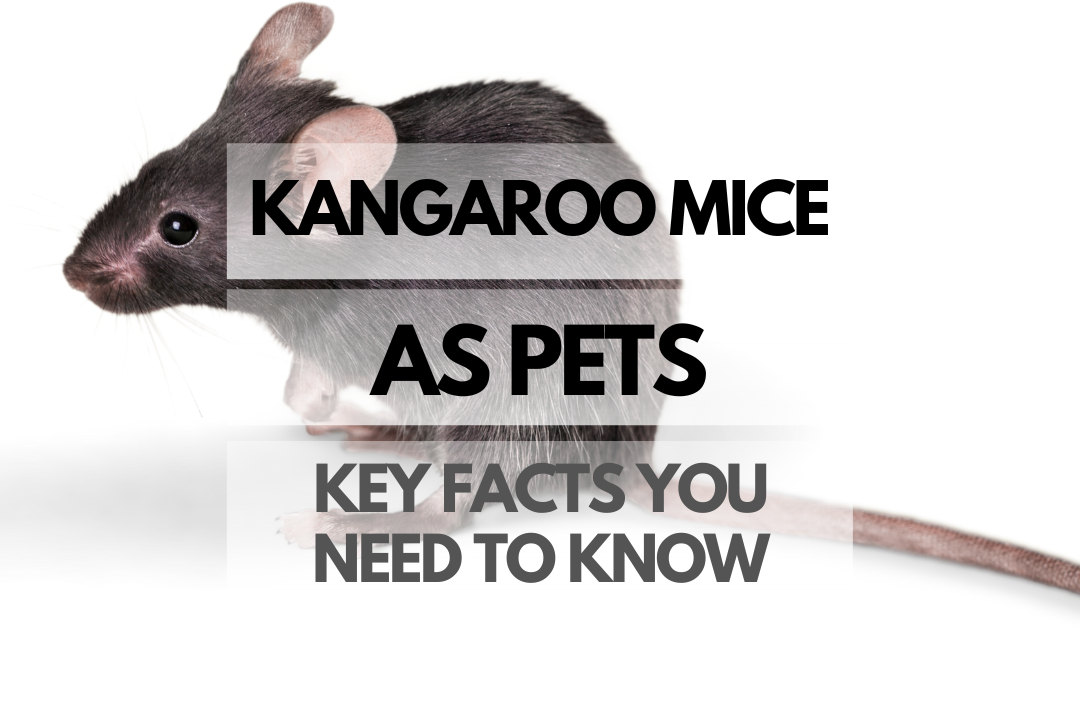pet Kangaroo Mouse
