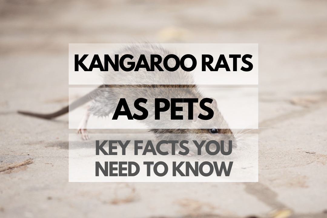 pet kangaroo rat