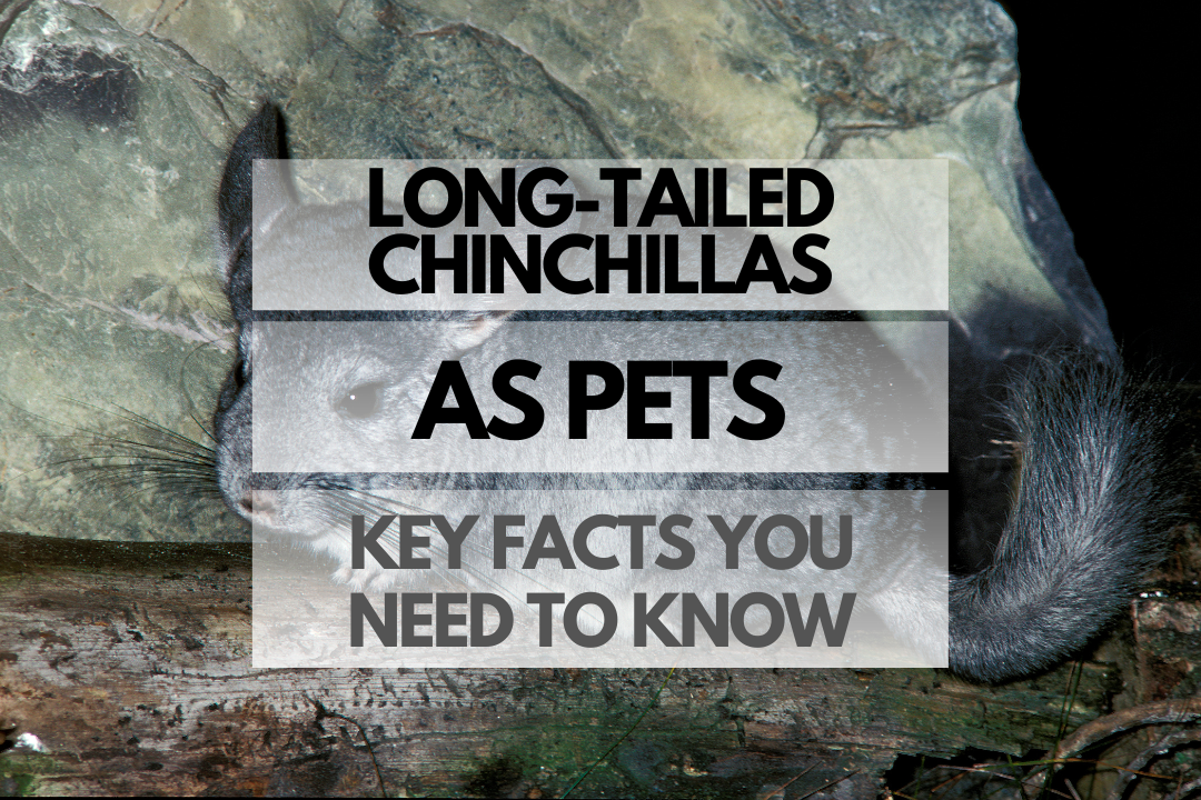 pet Long-Tailed Chinchilla