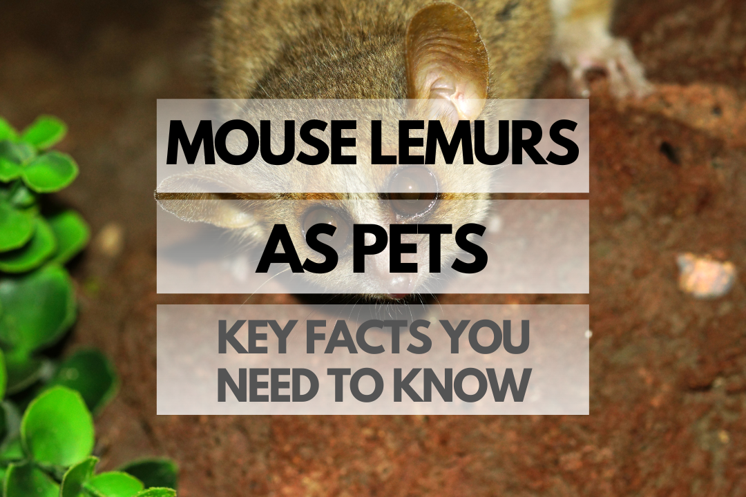 pet Mouse Lemur
