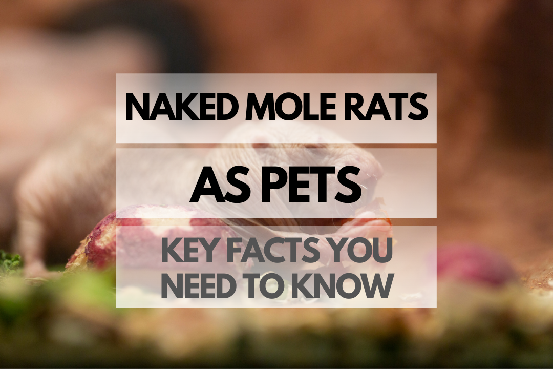 pet Naked Mole Rat