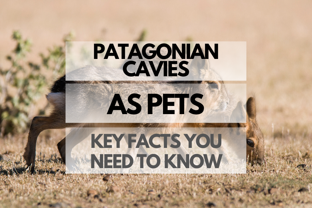 pet Patagonian Cavy