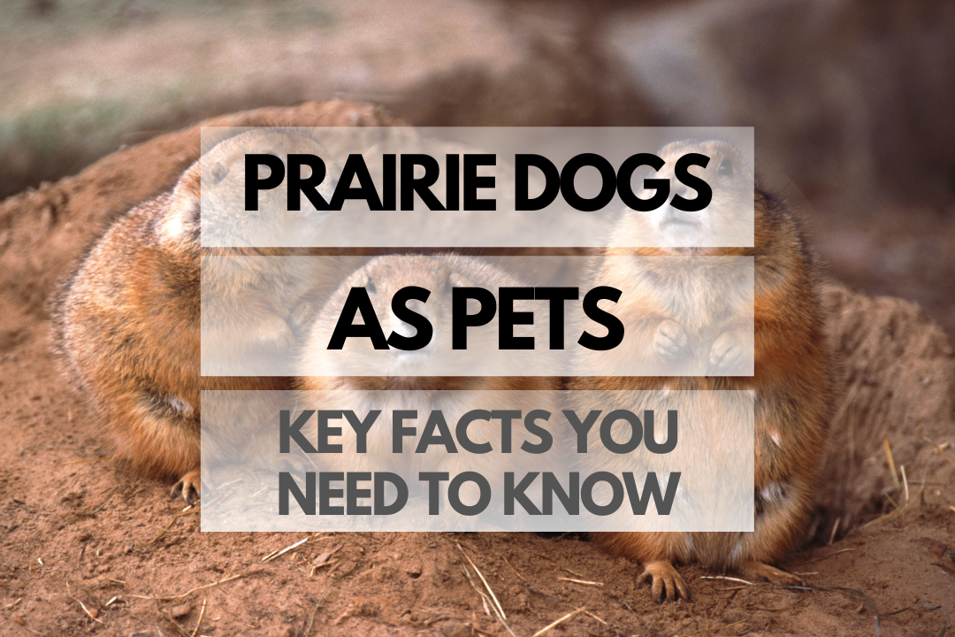 pet Prairie Dog