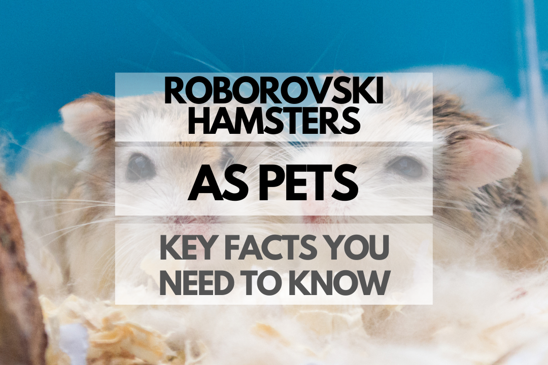 pet Roborovski Hamster