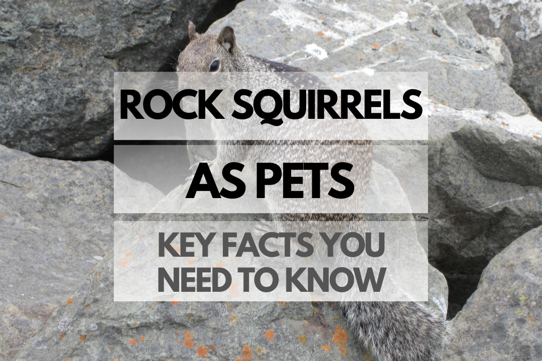 pet Rock Squirrel