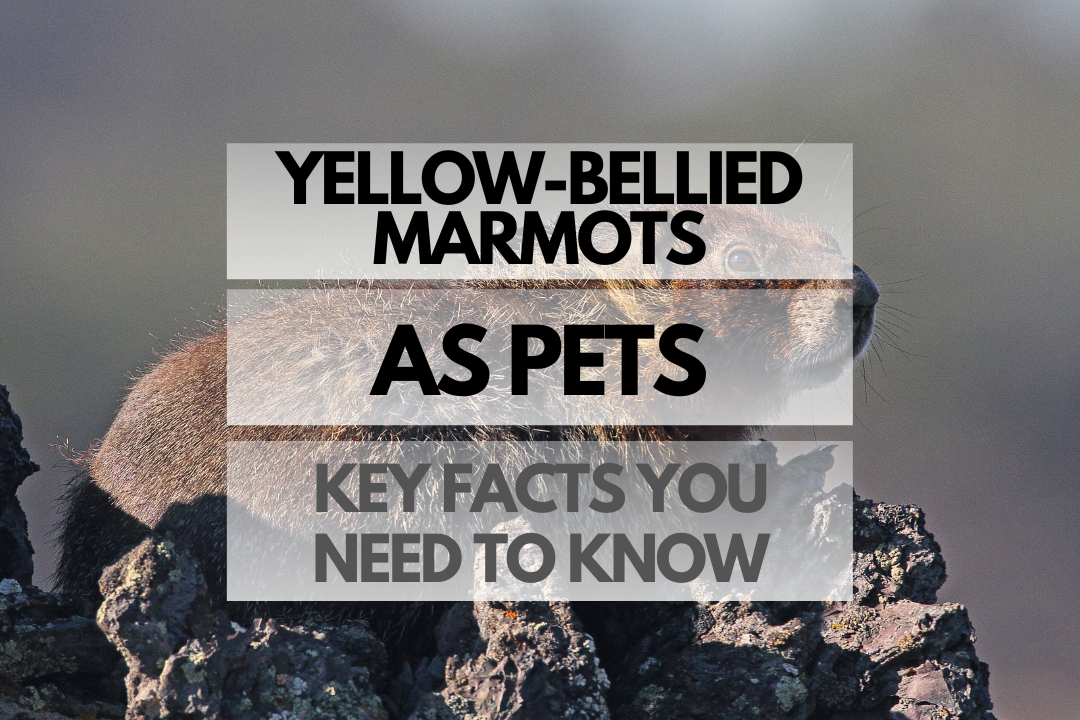 Yellow-Bellied Marmots as Pets: Key Facts You Need to Know - Rodents ...
